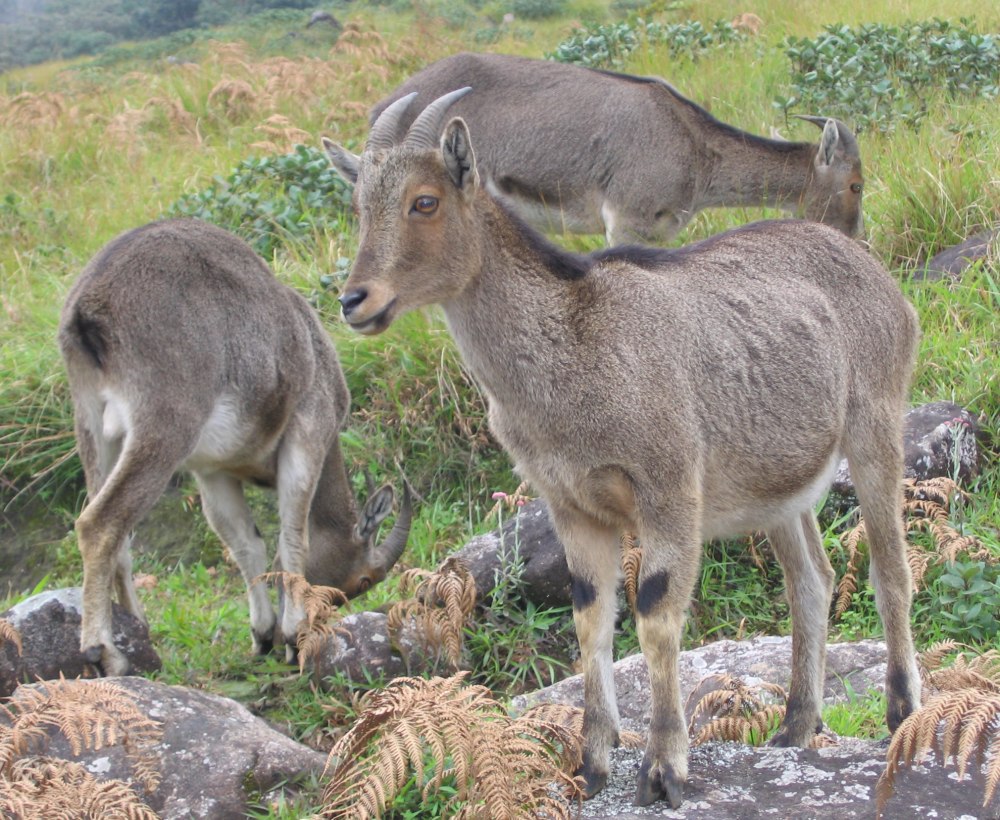Нилгирийский тар Nilgiritragus hylocrius