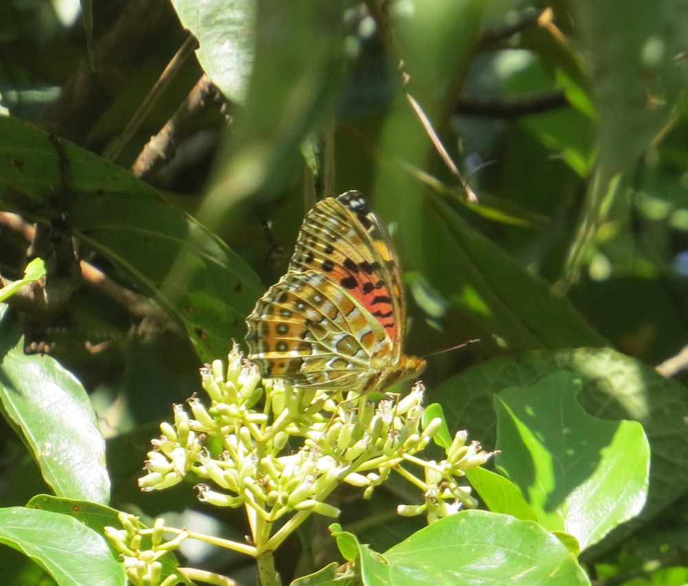 Anamudi Shola National Park