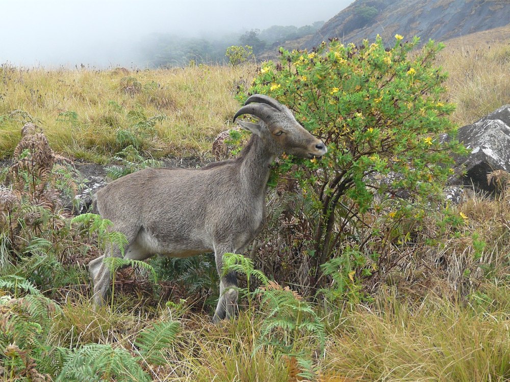 Нилгирийский тар Nilgiritragus hylocrius