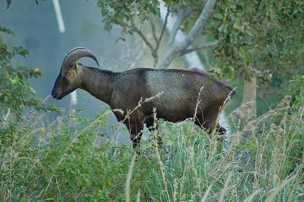 Nilgiritragus hylocrius