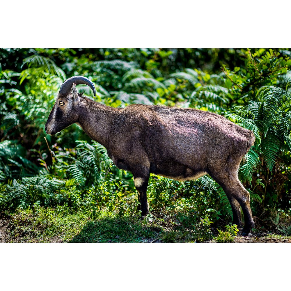 Tahr животное