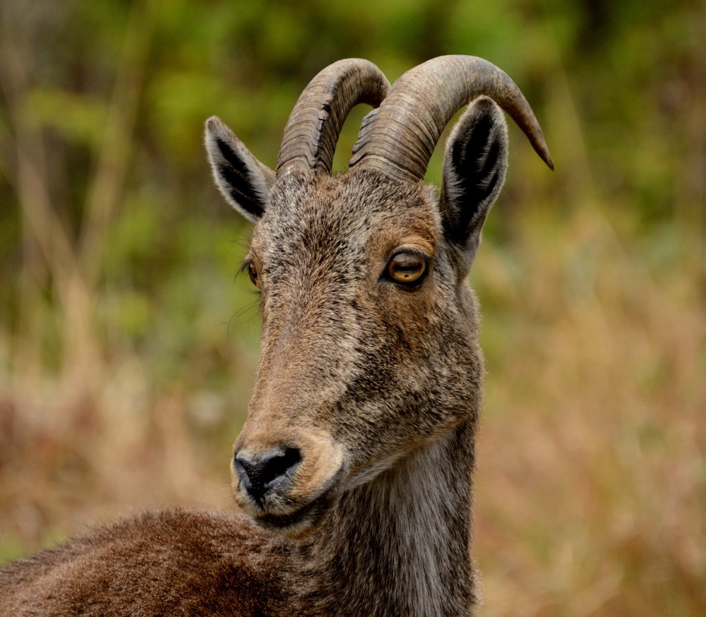 Thar Goat