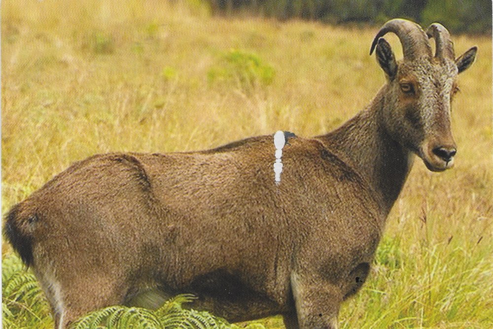Tahr животное