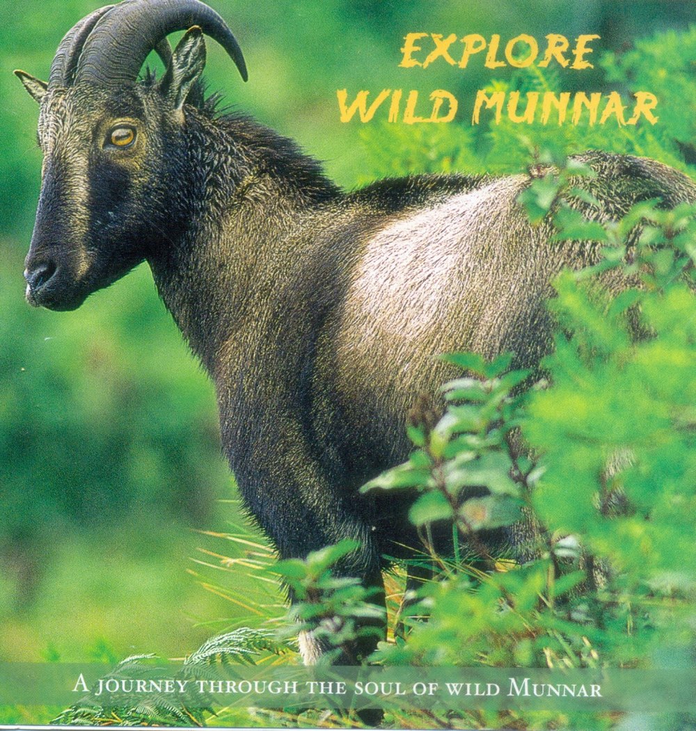 Нилгирийский тар Nilgiritragus hylocrius