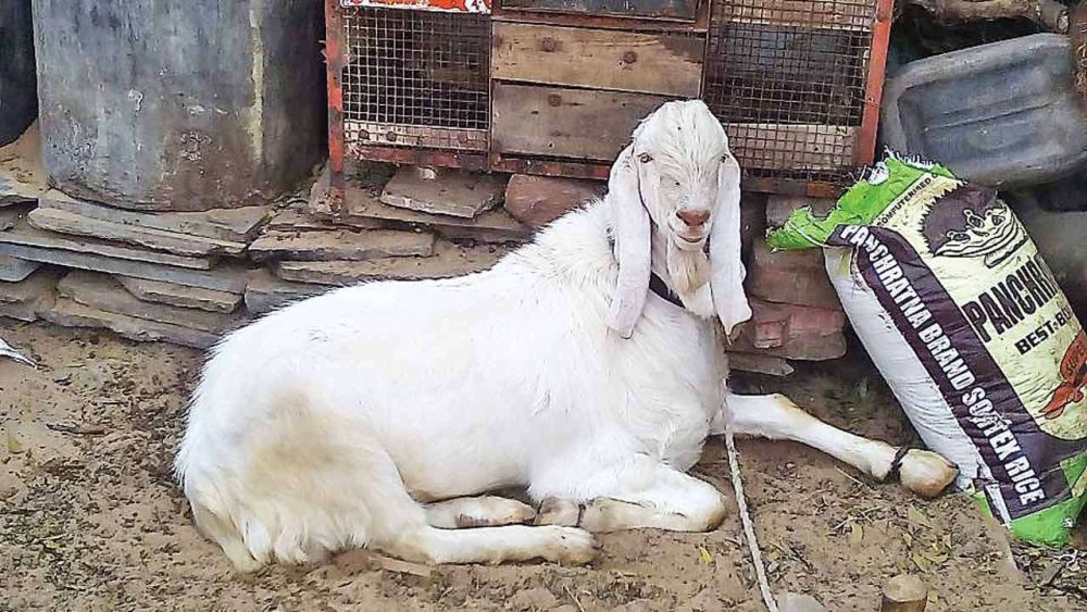 Goat say