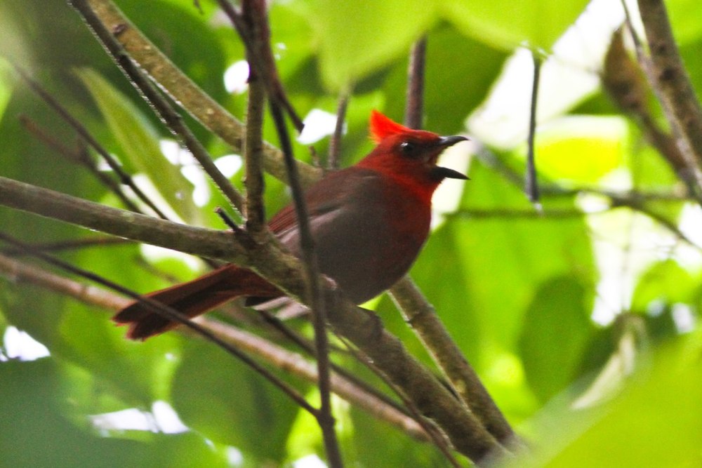 Habia cristata - Crested Ant-Tanager