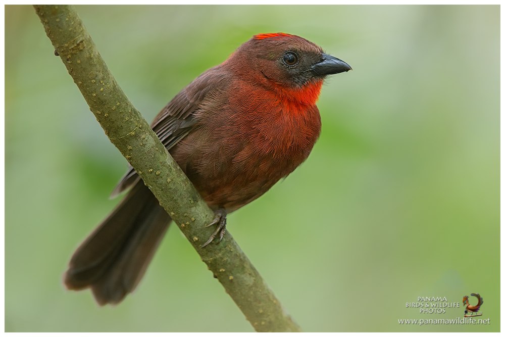 Red-throated Ant Tanager