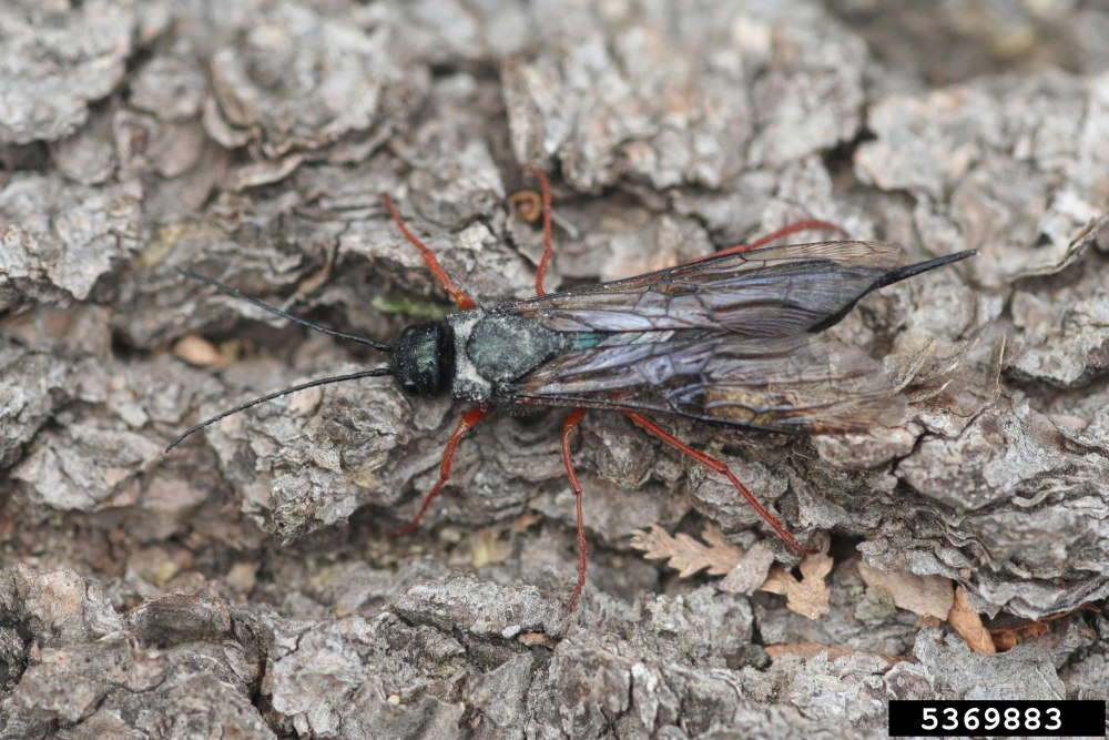 Lepidocyrtus cyaneus