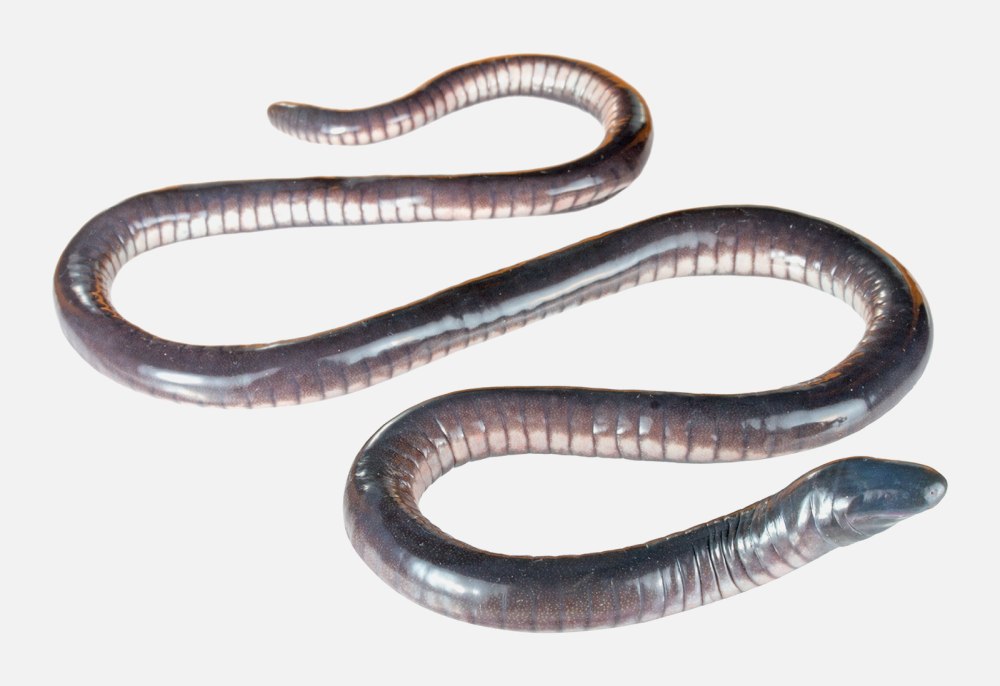 Червяга Microcaecilia dermatophaga)