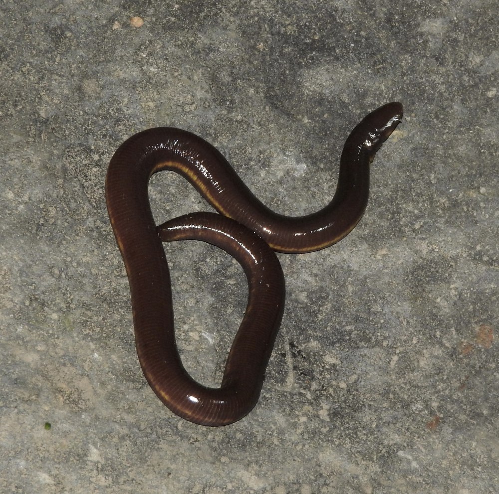 Ichthyophis pseudangularis