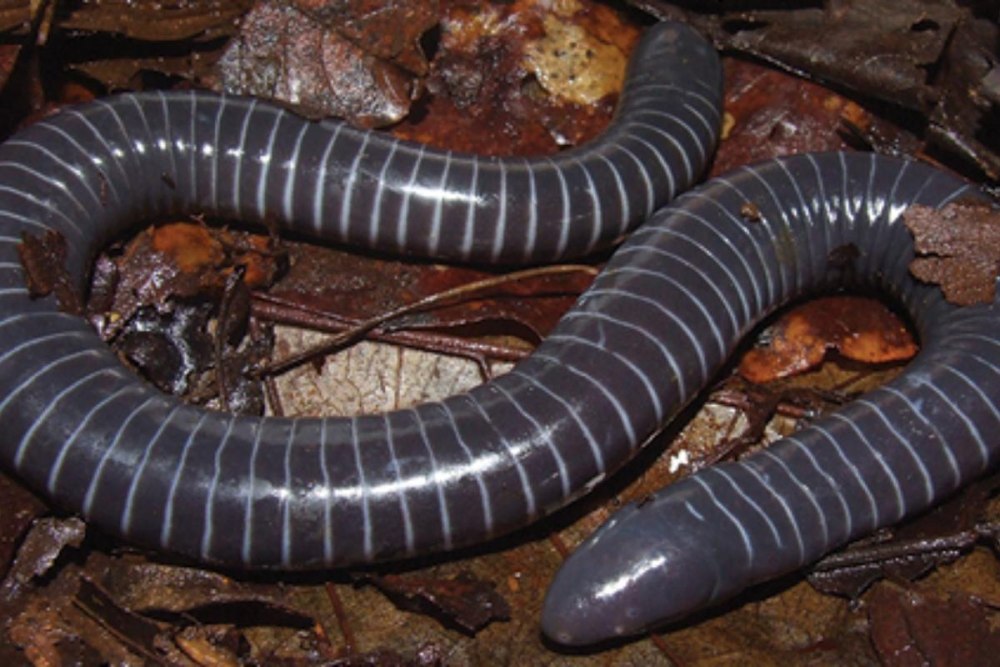 Siphonops annulatus