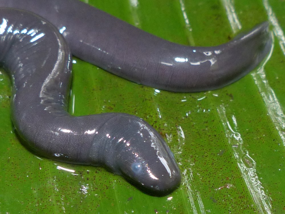 Typhlonectes compressicauda