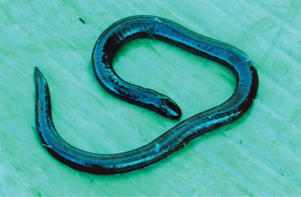 Ichthyophis monochrous,