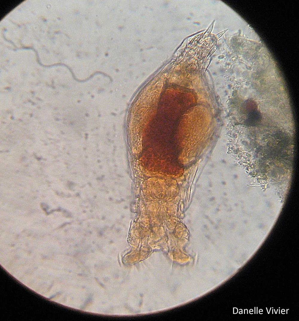 Bdelloidea коловратки