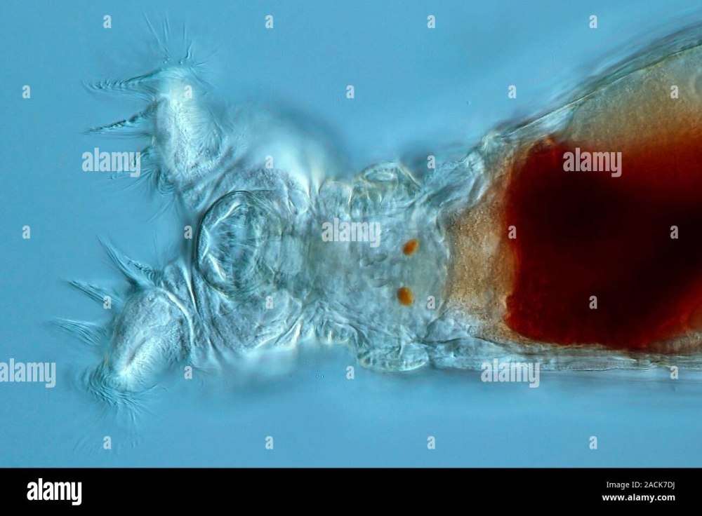 Солоноводная Коловратка Brachionus