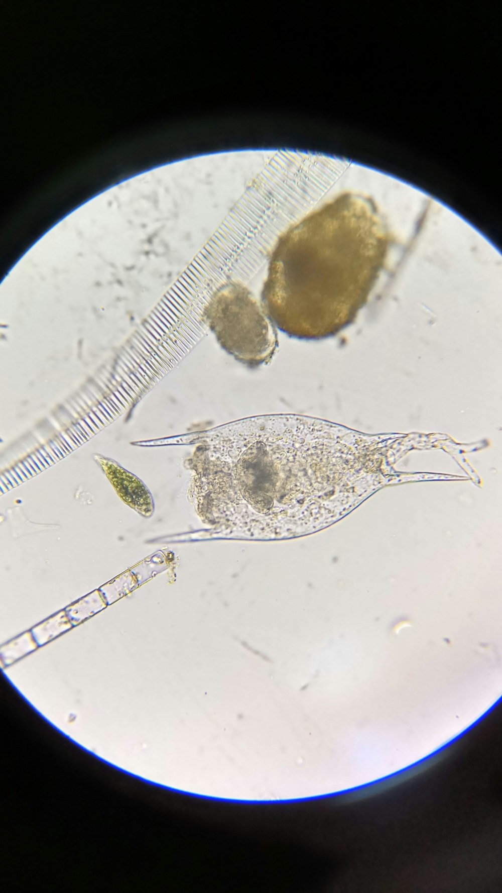 Bdelloidea коловратки