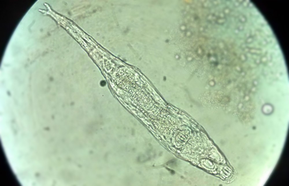 Philodina Roseola