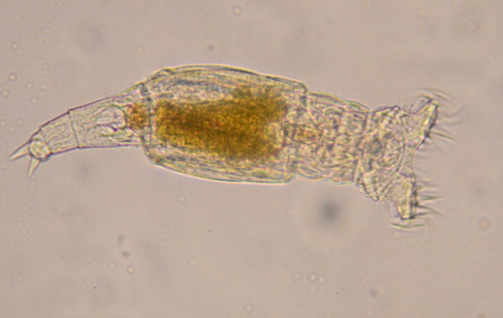 Philodina acuticornis