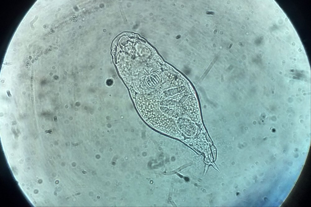 Bdelloidea коловратки