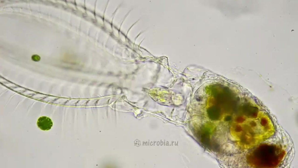 Rotatoria Neptunia Коловратка