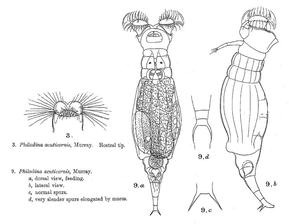 Philodina acuticornis