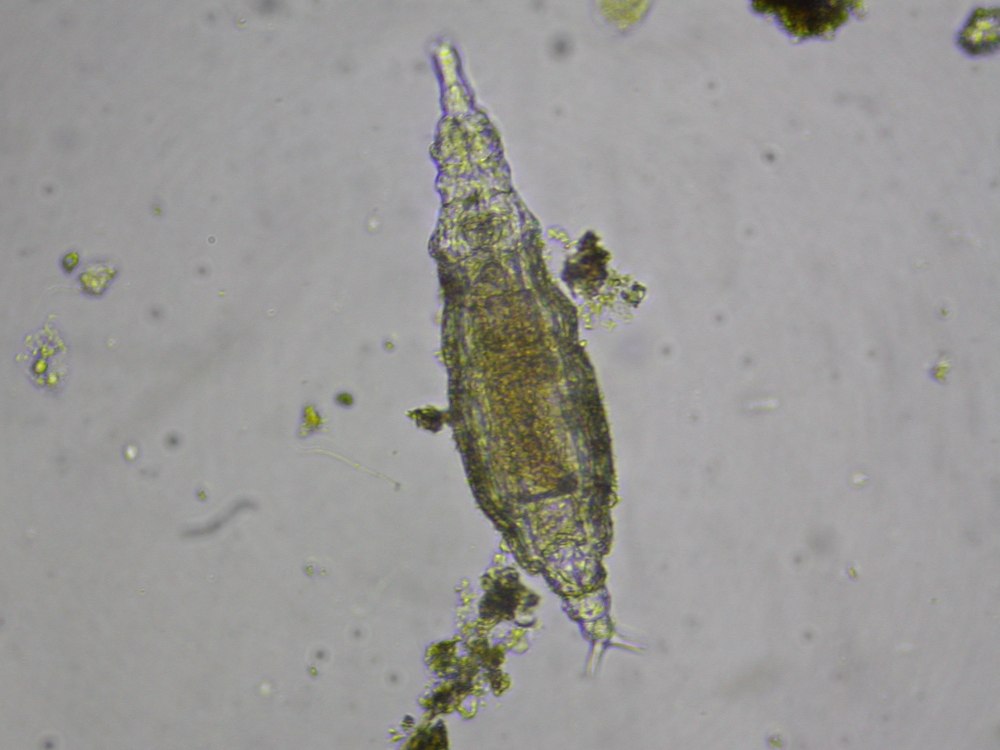 Внешний вид Philodina SP