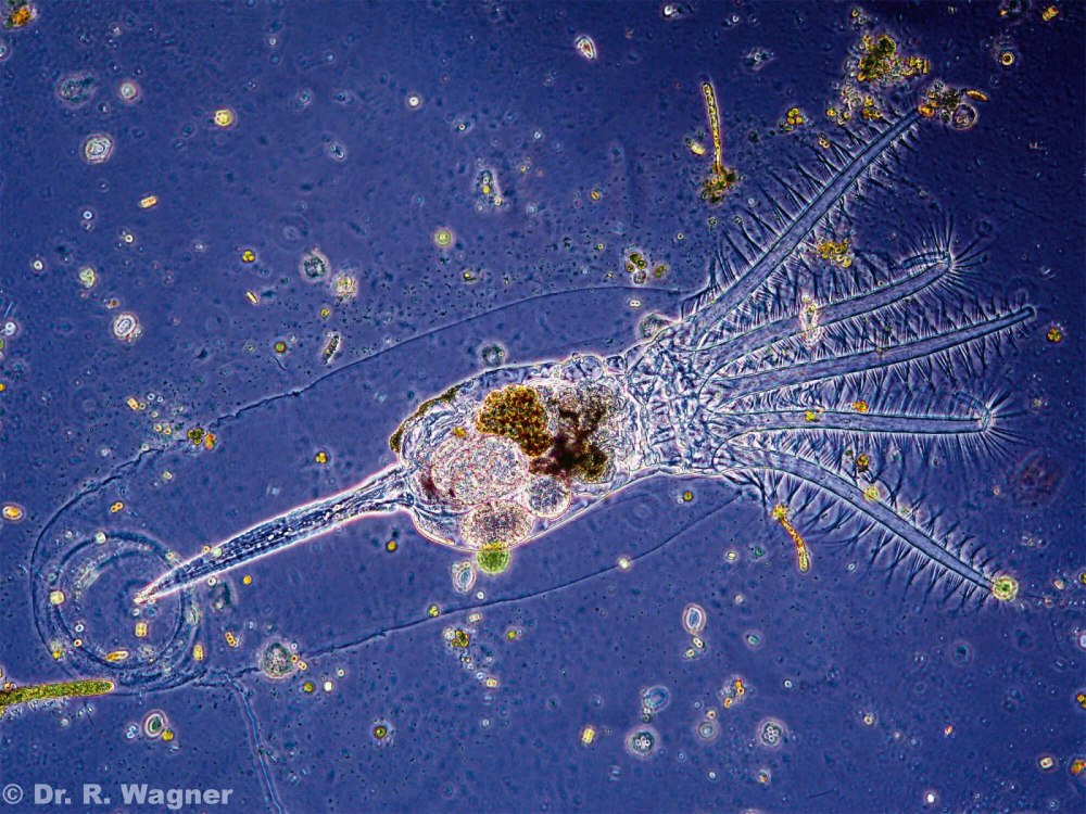 Stephanoceros fimbriatus