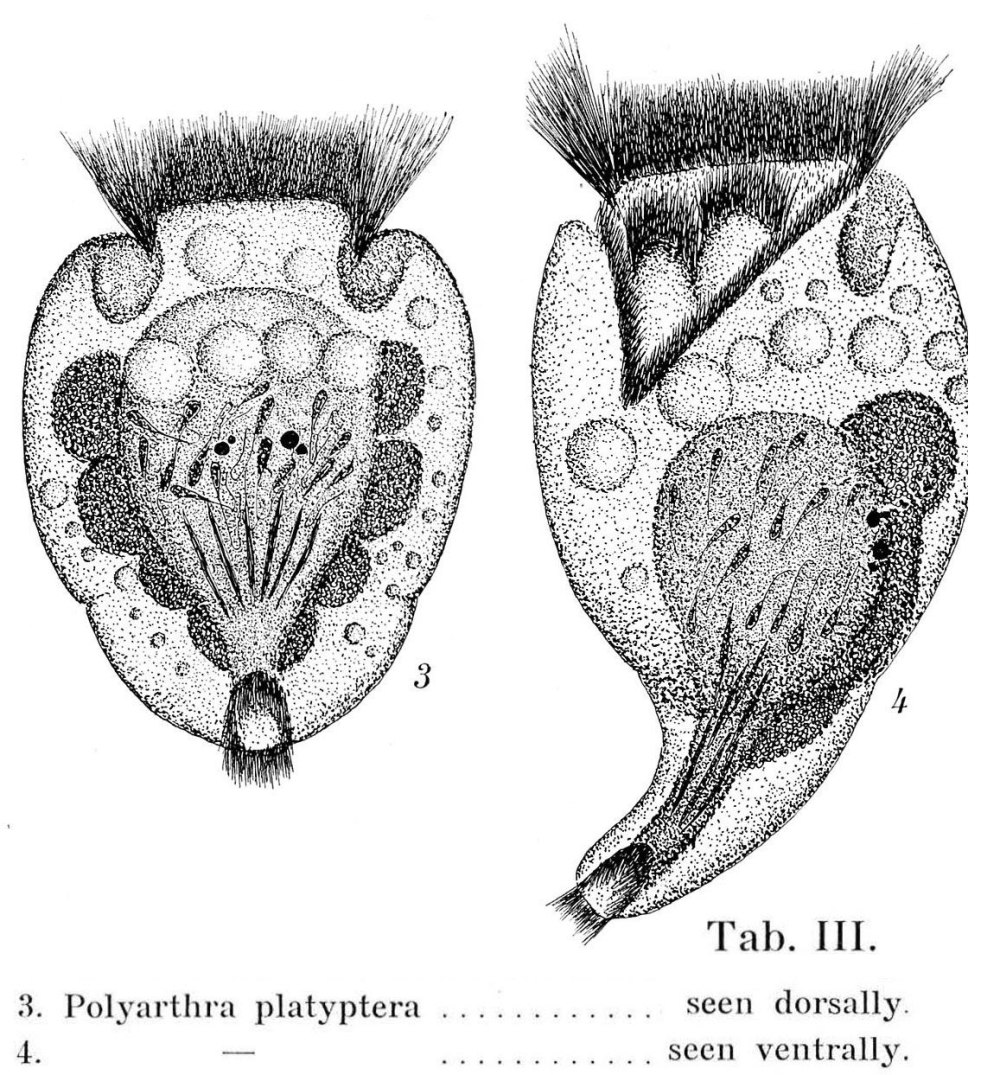 Polyarthra euryptera