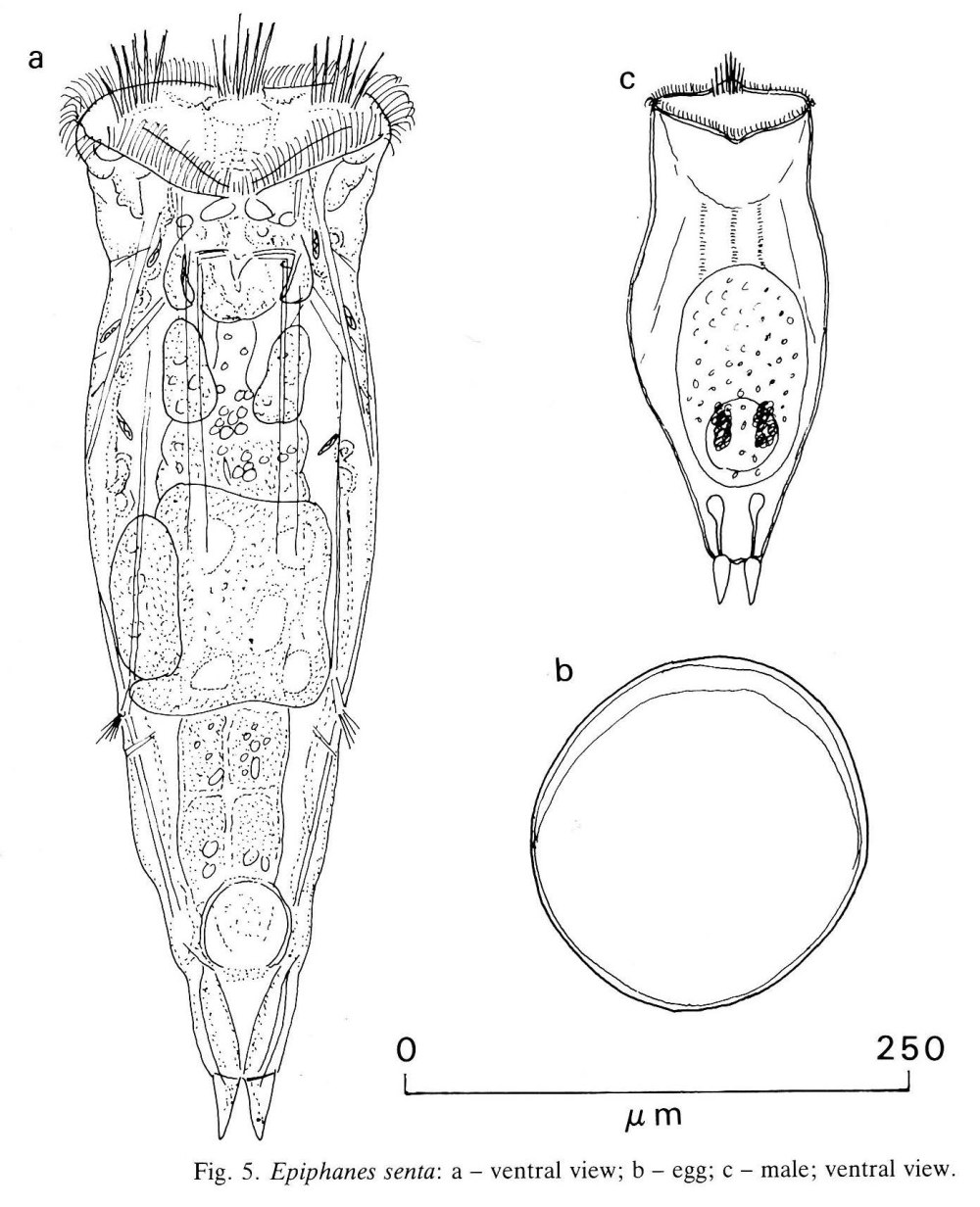 Epiphanes senta