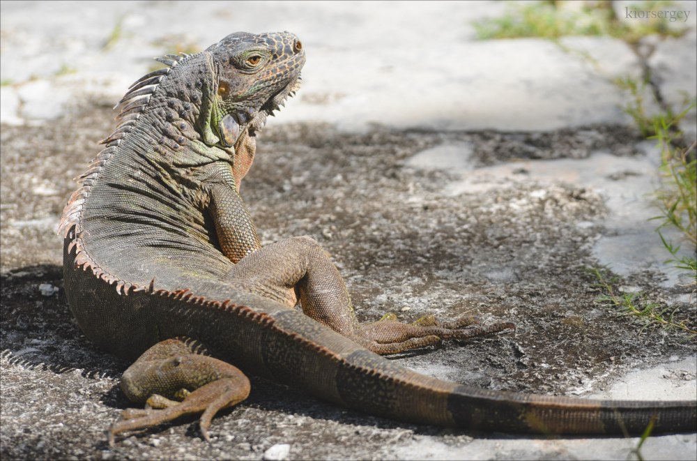 Игуана серая