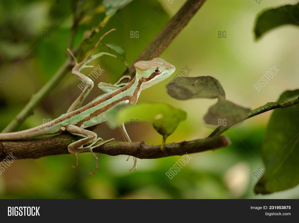 Василиск ящерица на ветке дерева