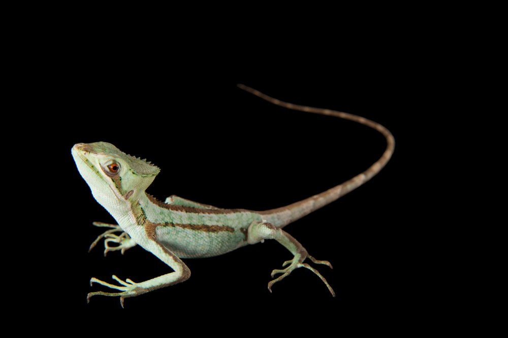 Laemanctus Julioi купить