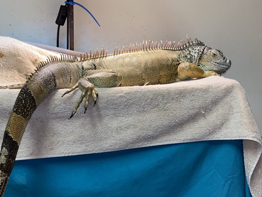 Брачные игры игуан