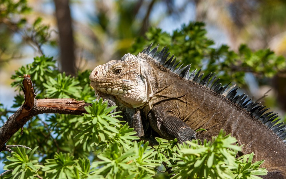 Галапагосская игуана