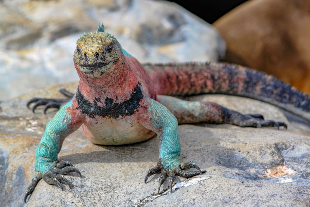 Гребнистая игуана