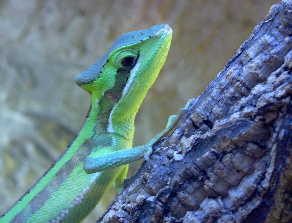 Laemanctus Julioi купить