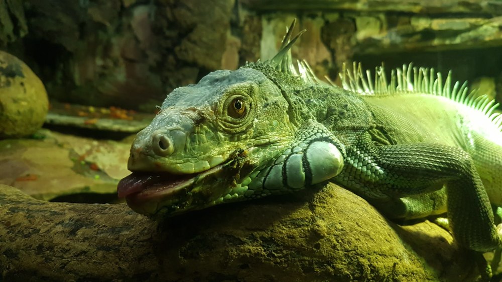 Игуана три четверти