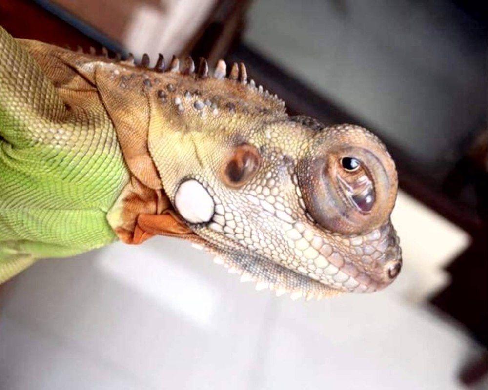 Игуана МУТАНТ