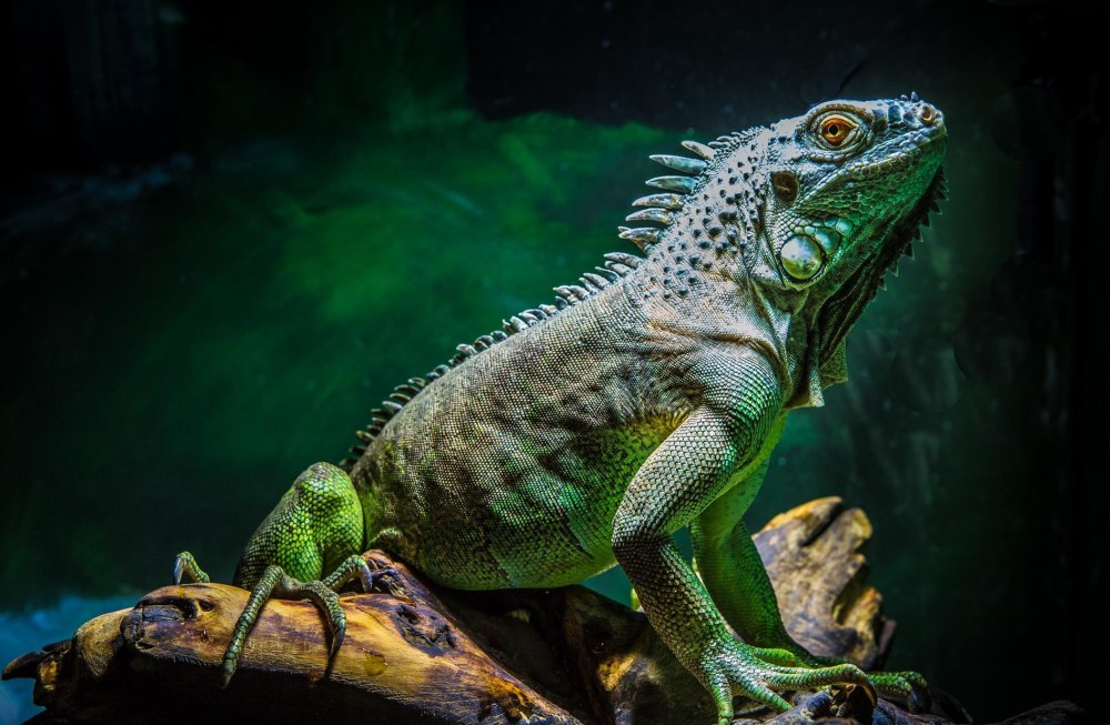 Игуана зеленая обыкновенная