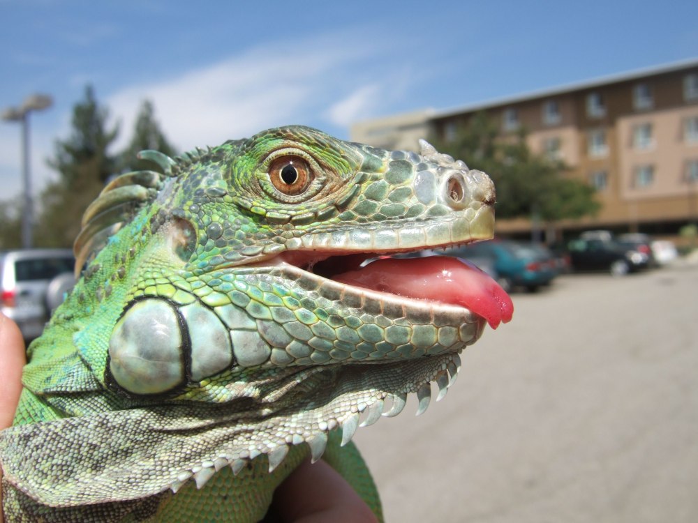 Игуана бровастая