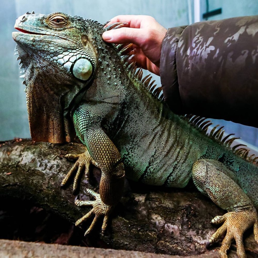 Игуана обыкновенная зеленая размер