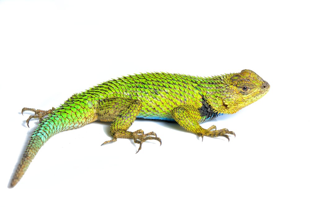 Колючая игуана