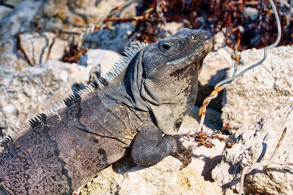Мексиканская игуана фото