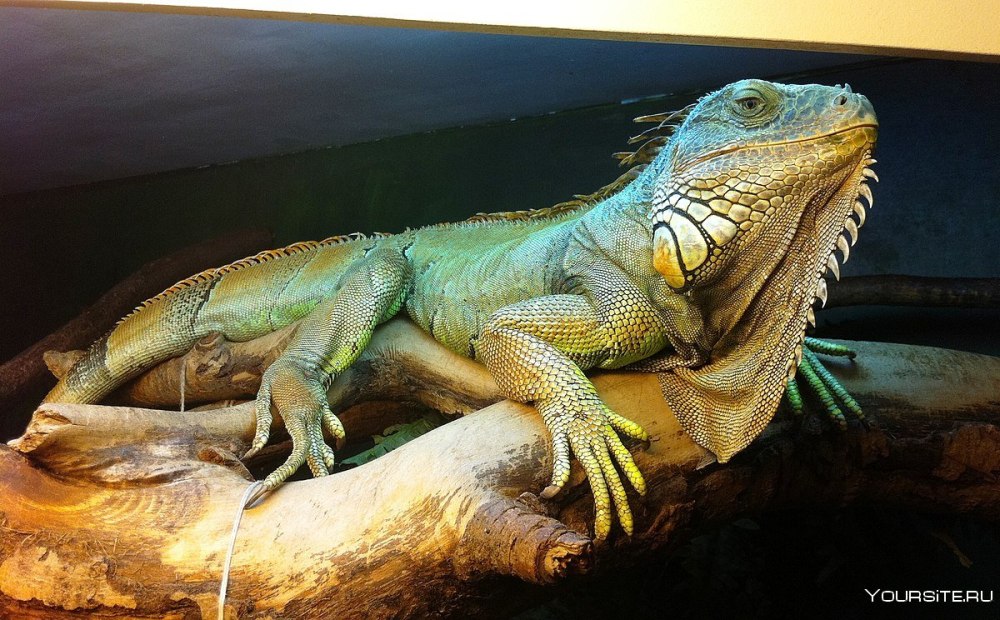 Древесная игуана