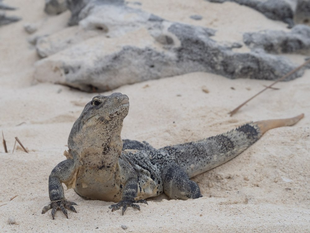Морские ящерицы в черном море