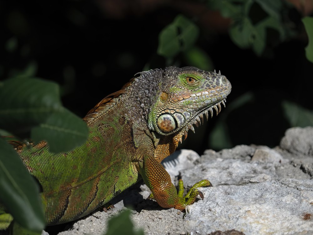 Зелёная игуана Игби