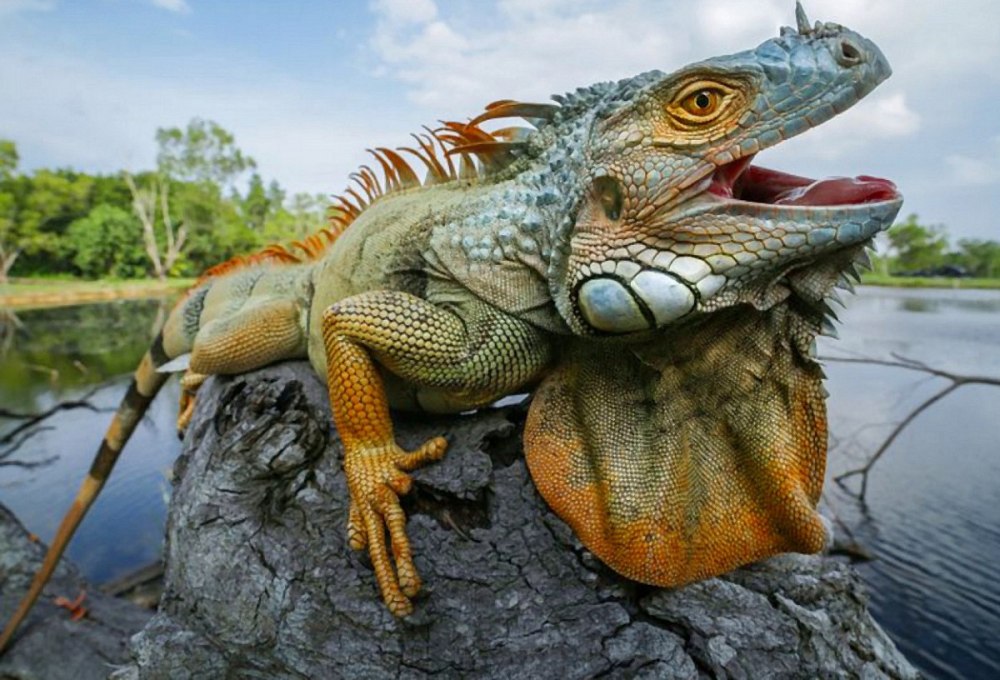 Игуана Оберлус