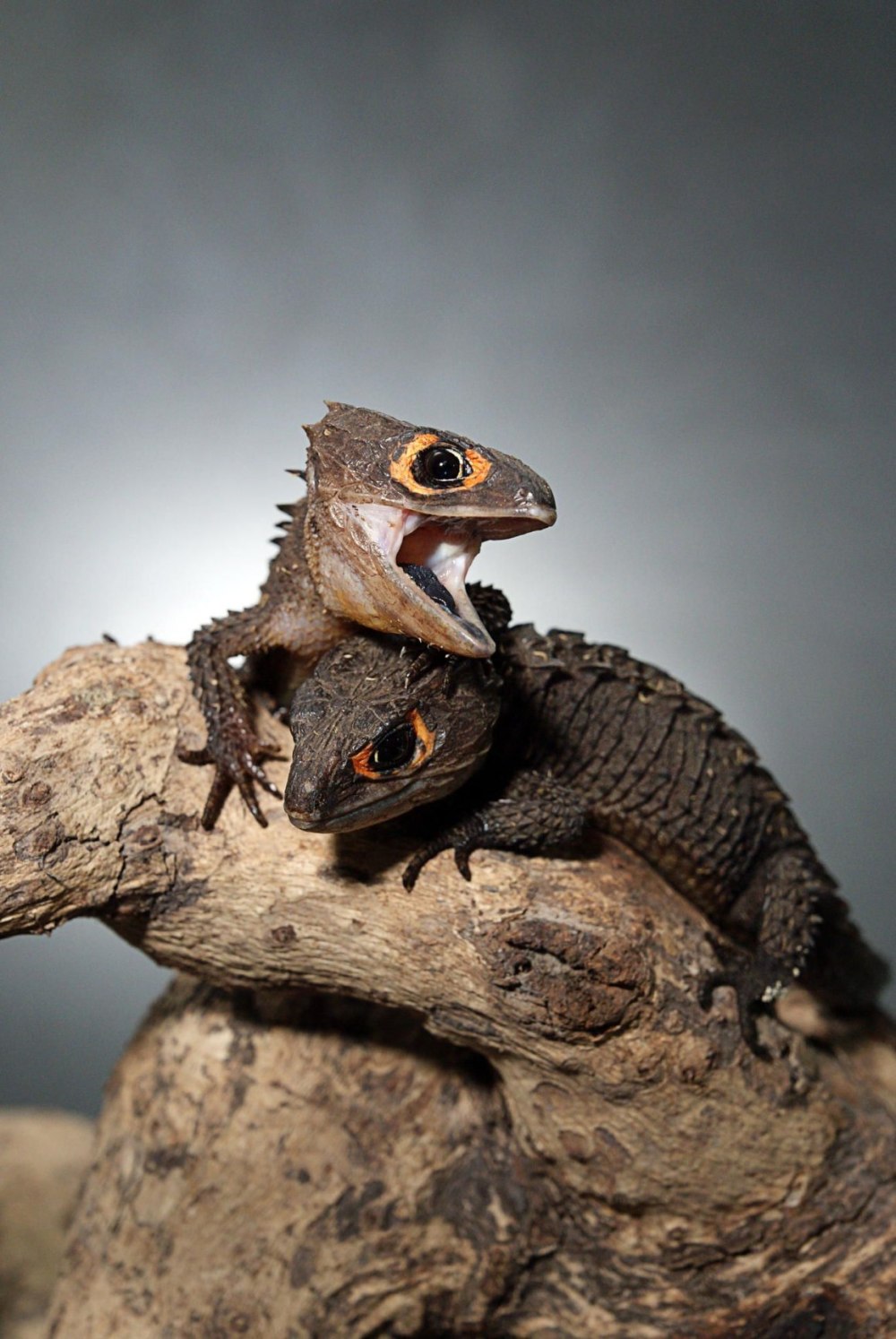 Ящерица крокодиловый сцинк