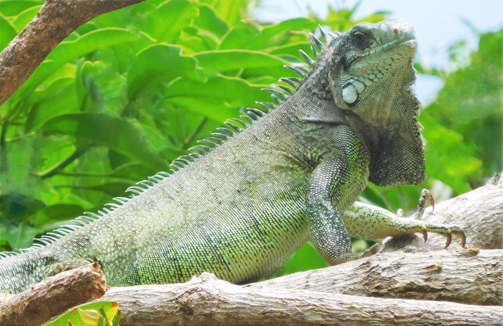 Рептилия парагвайская