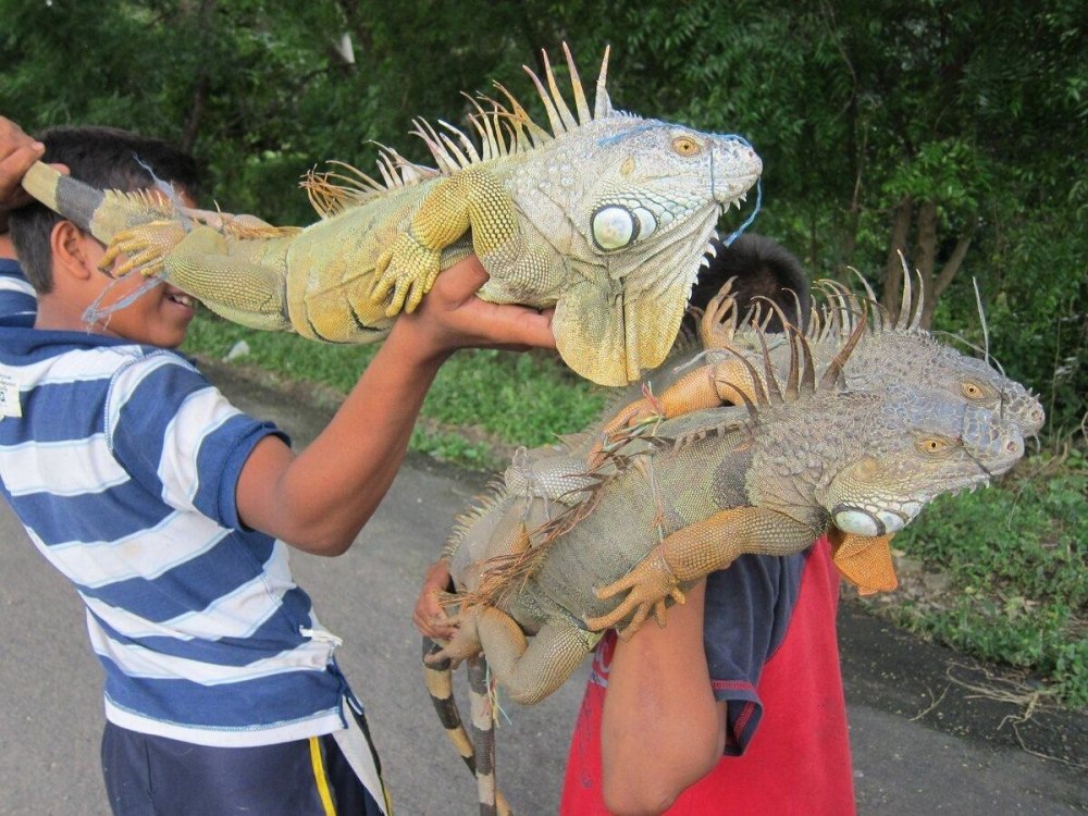 Взрослая зеленая игуана